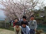 20301200_鹿妻小学校:桜満開の様子の画像