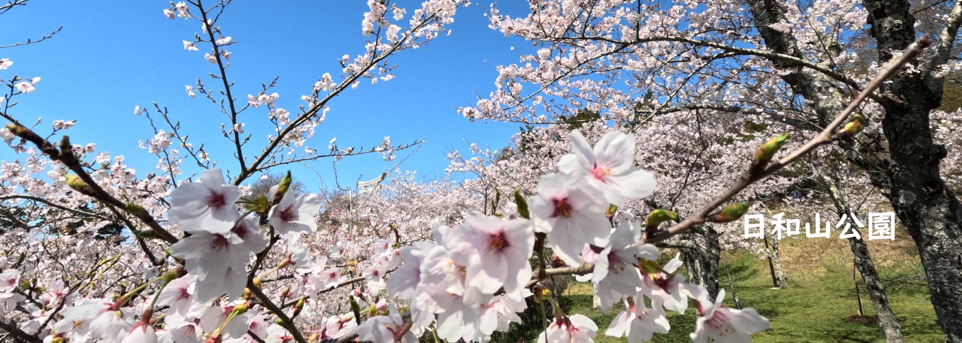 日和山の桜の画像
