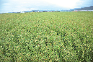 平野部に広がる田園