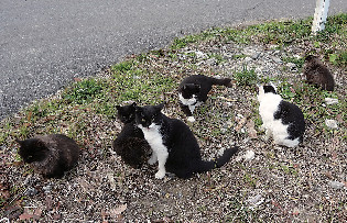 田代島の猫たち