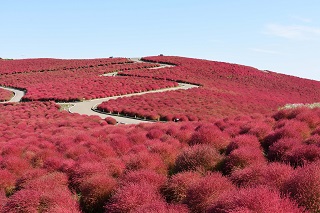 国営ひたち海浜公園・コキアの画像