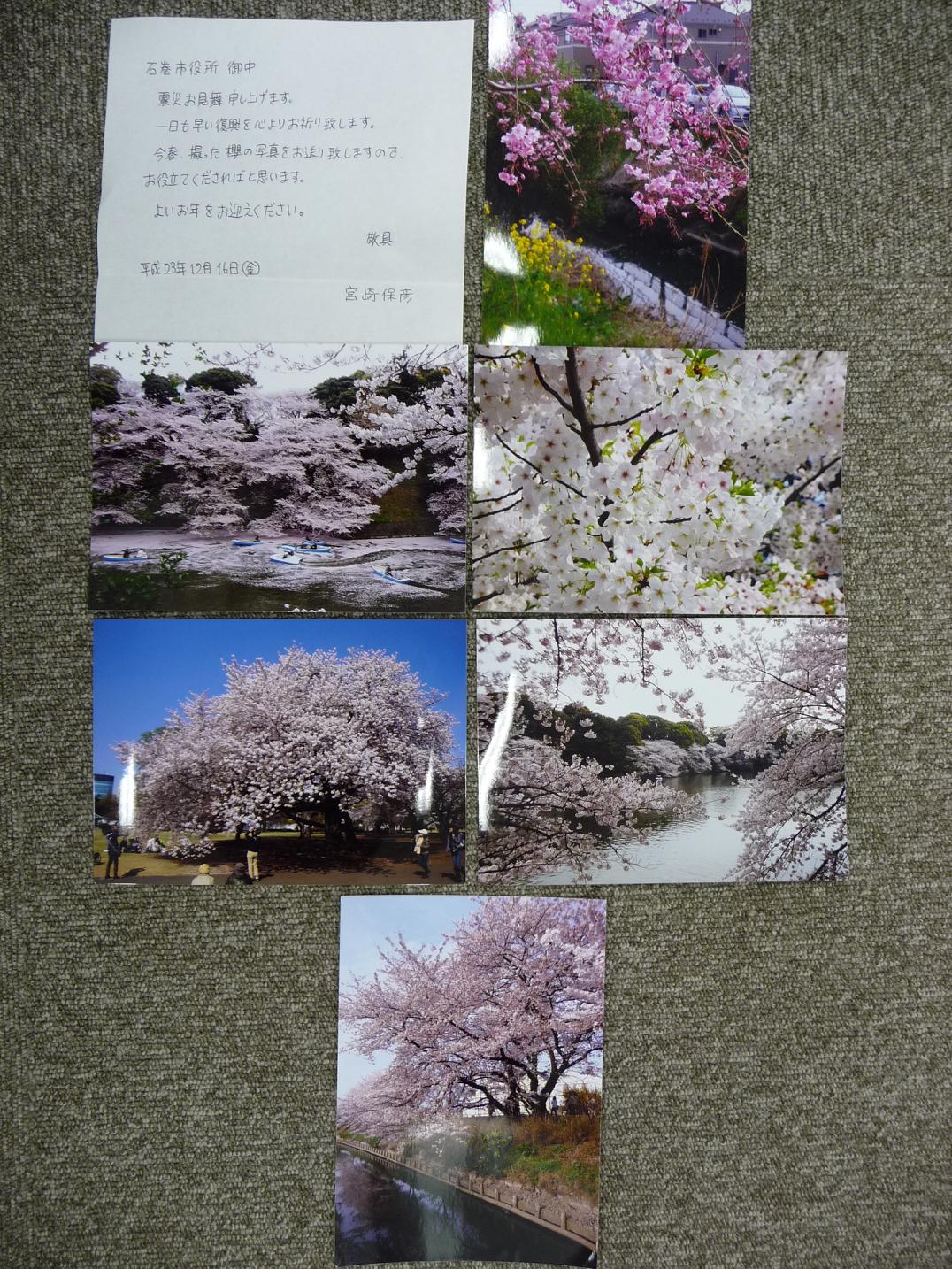 サクラの写真の画像