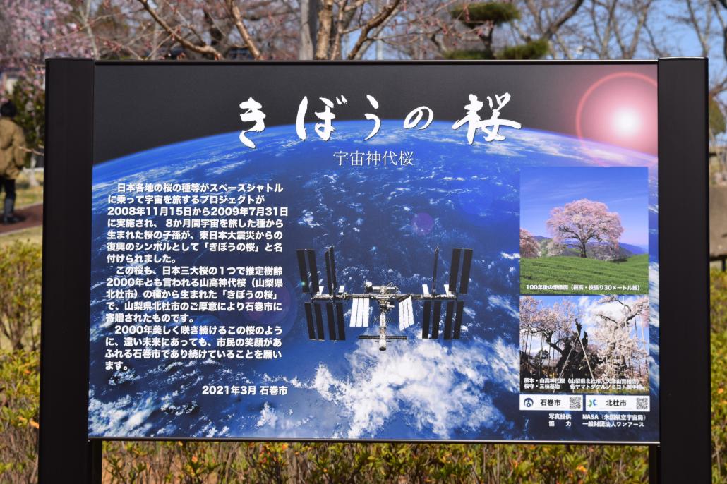 きぼうの桜案内板