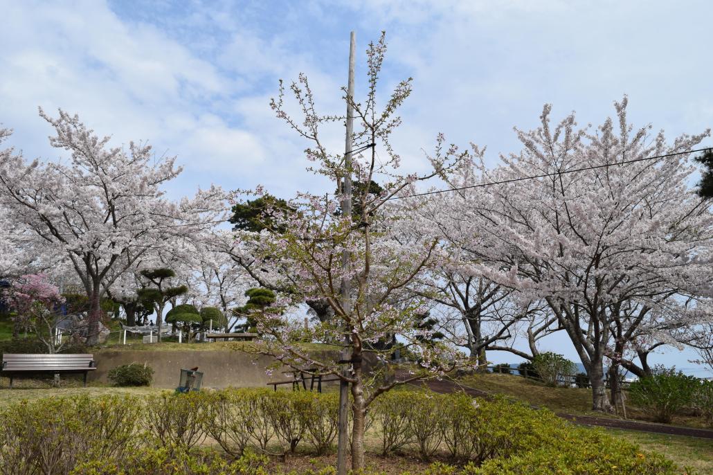 開花