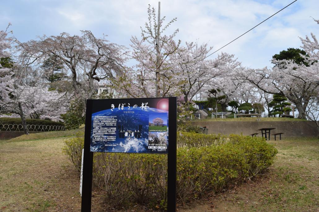 桜開花