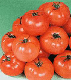桃太朗トマト