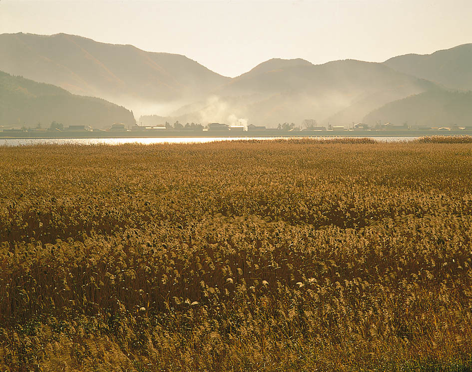 北上川ヨシ原