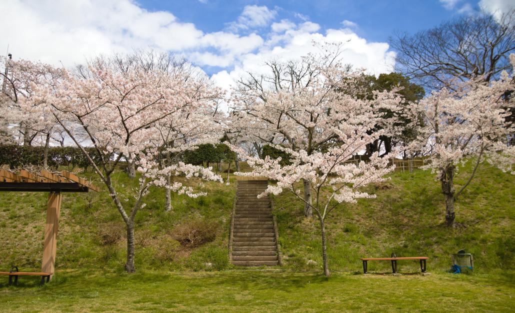 日和山公園桜.jpg