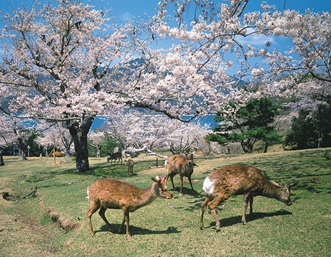 金華山_鹿と桜