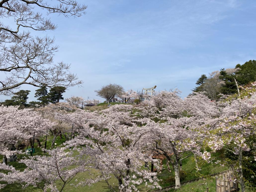 日和山桜20220421東