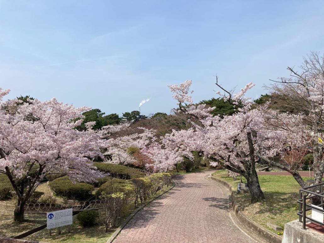 日和山桜20220421西