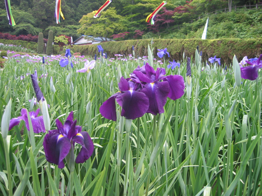 牧山あやめ祭り 夏越の大祓い 石巻市