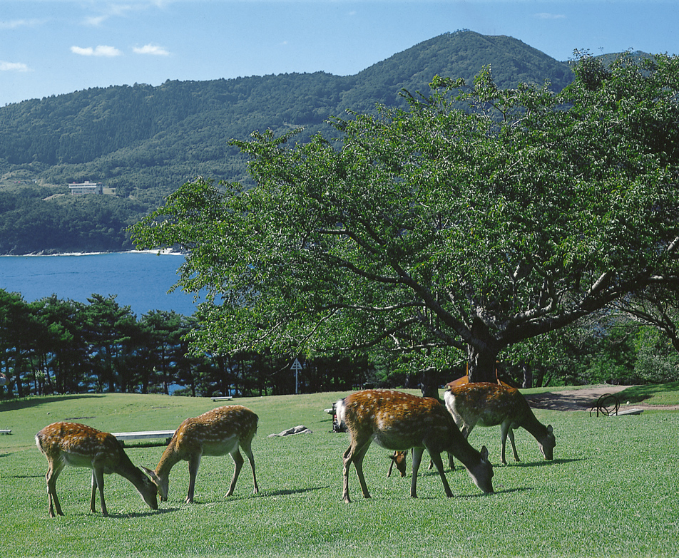 石巻から離島（金華山・田代島・網地島）へ