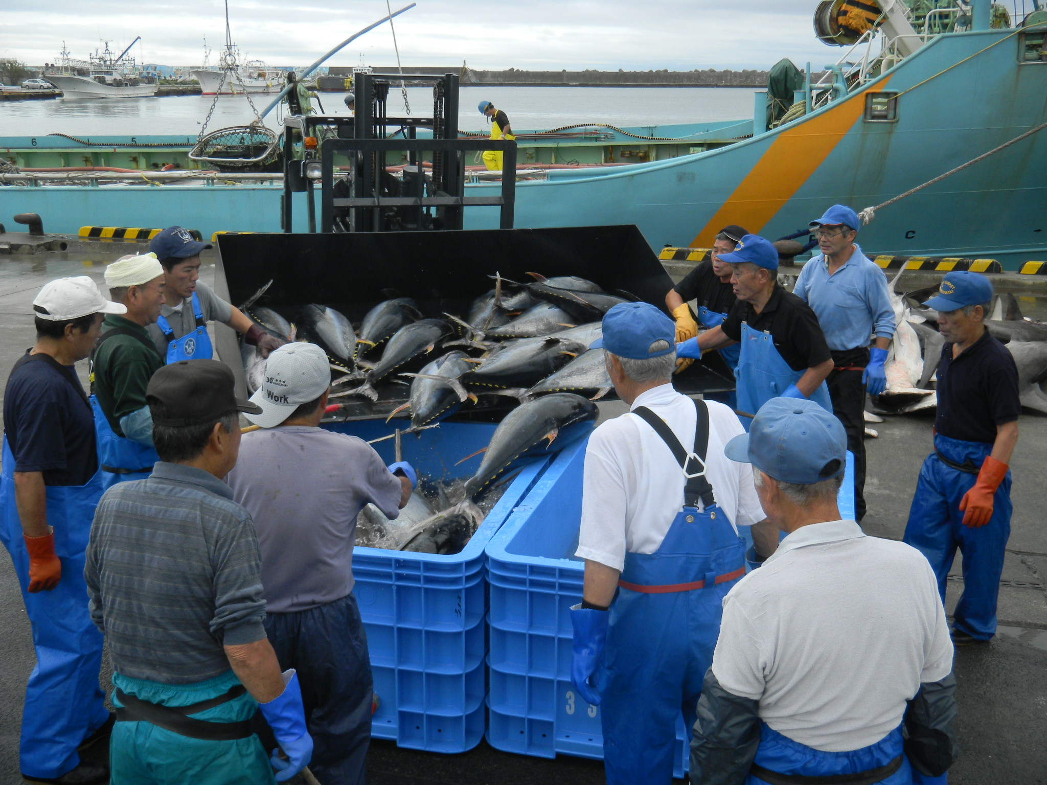 石巻魚市場　水揚げされた魚たち