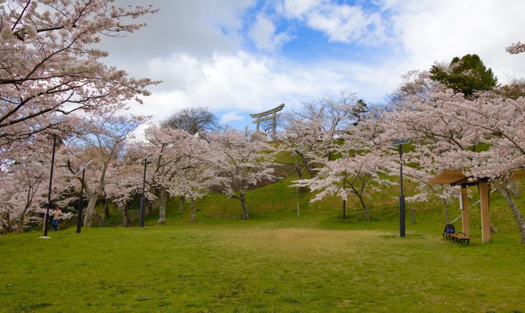 日和山公園の桜 石巻市