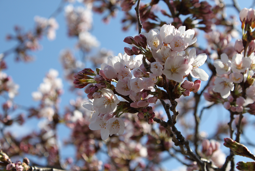 観桜2017−2