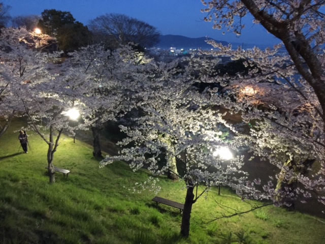 観桜2017-4