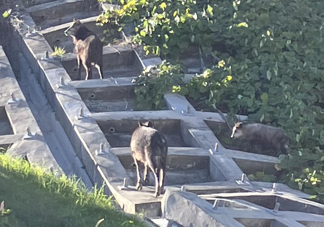 カモシカ職員撮影