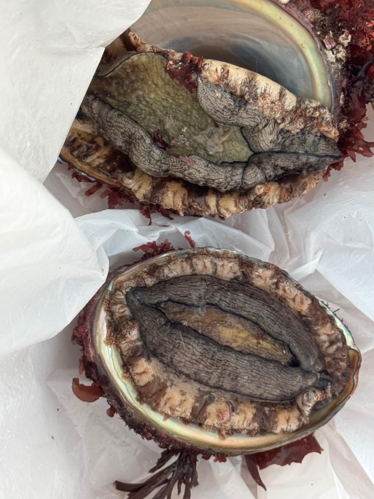 トモくんさん作品鮑（あわび）