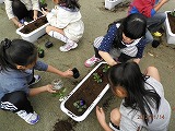 「人権の花」運動2の画像