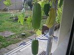 ヘチマの実1の画像