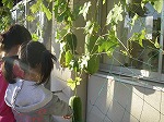 ヘチマの実2の画像