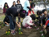 花を植えました1の画像