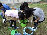 バケツ稲作成の様子2の画像