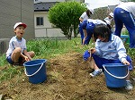 バケツ稲作り1の画像