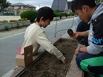チューリップ球根植え2の画像
