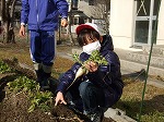 大根収穫1の画像