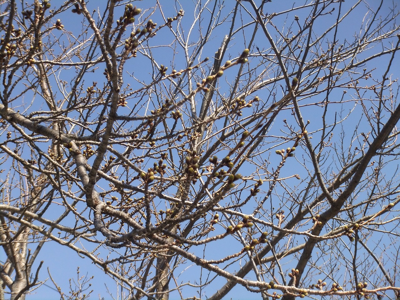 20301200_鹿妻小学校:DSCF7668.jpgの画像