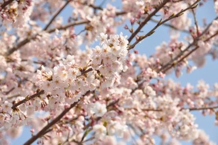 20301300_蛇田小学校:DSC_2978.JPGの画像