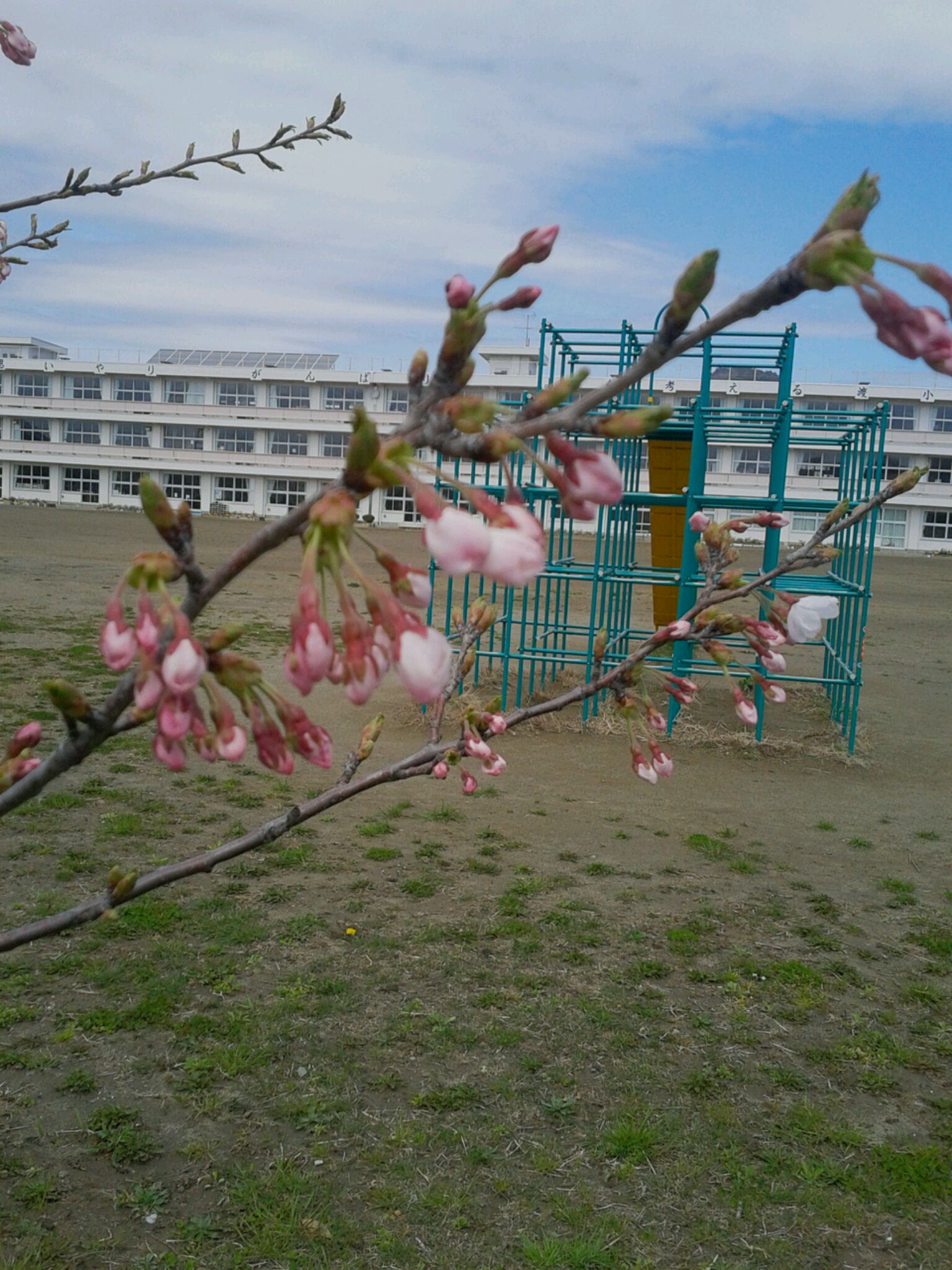 DSC_0552sakura.JPGの画像