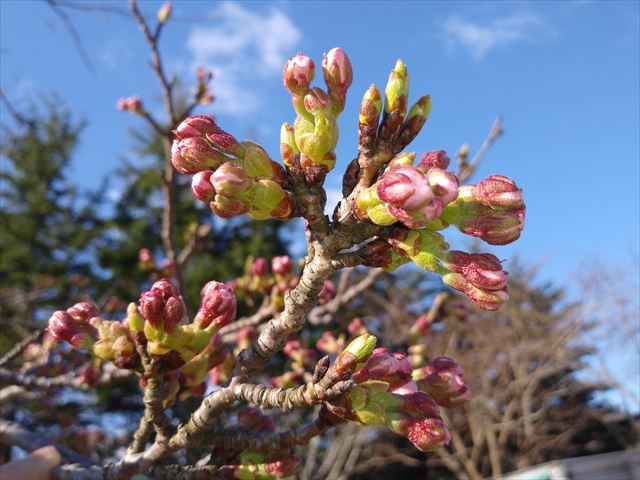 IMG00406_R.jpgの画像