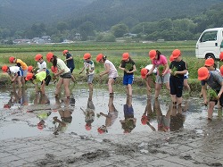 全校田植え2の画像