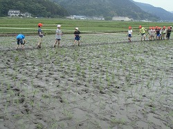 全校田植え3の画像