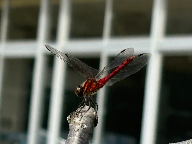 IMG_4944.JPG