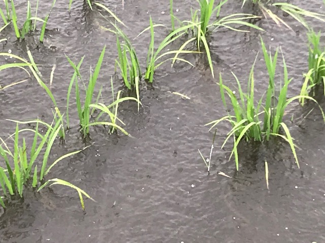 の画像