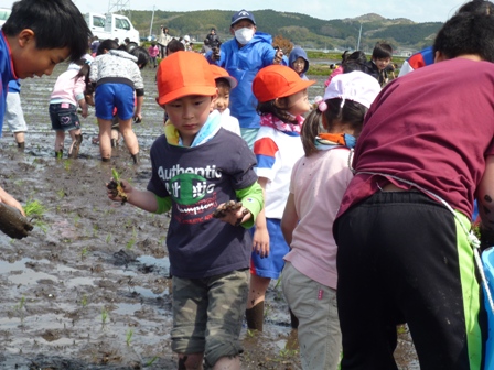 20302200_大谷地小学校:田植えの画像