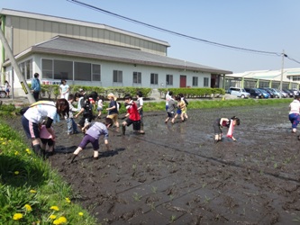 田植え02の画像