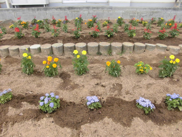 きれいな花たちの画像