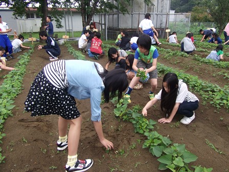 畑の草取りの画像