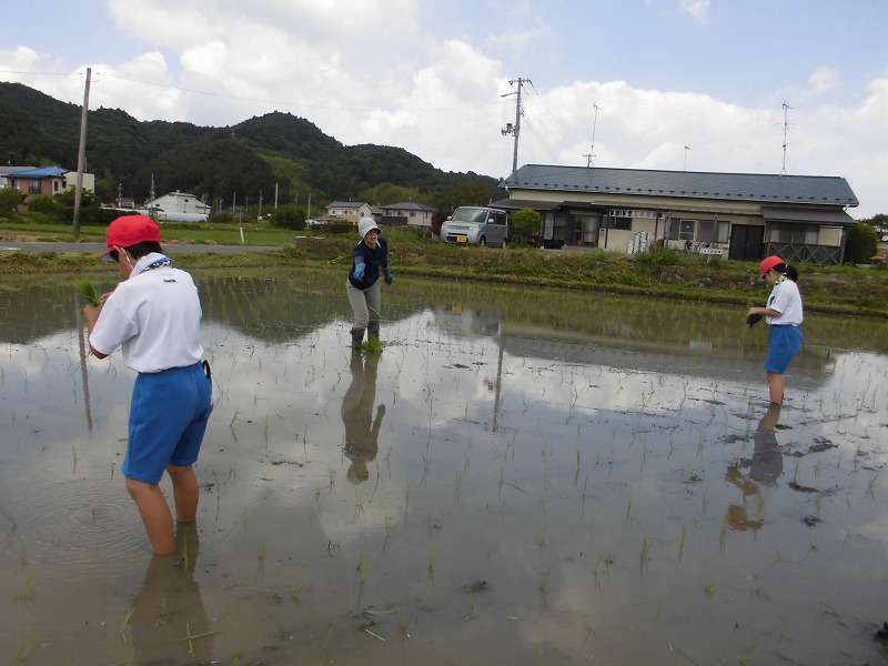 田植え体験の画像