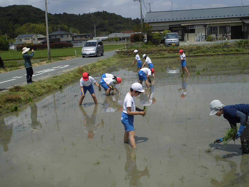 田植え体験の画像