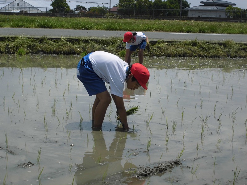 田植え体験の画像