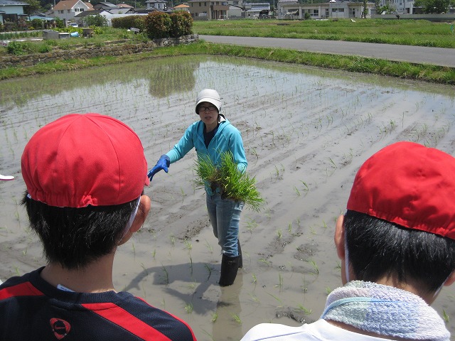 植え方を説明していただきましたの画像