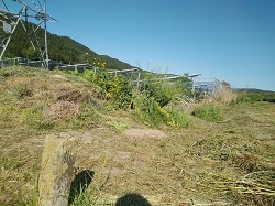 の画像