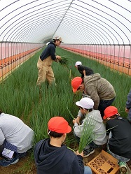 19negi4.JPGの画像