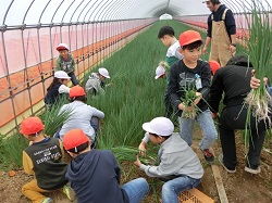 19negi5.JPGの画像